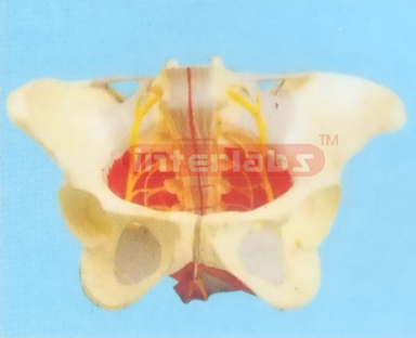 FEMALE PELVIS WITH MUSCLES & NERVES